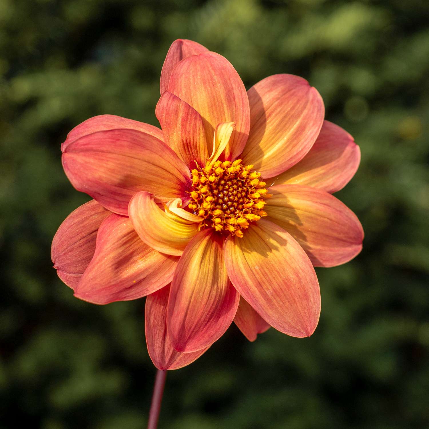 Dahlia 'Schippers Bronze'